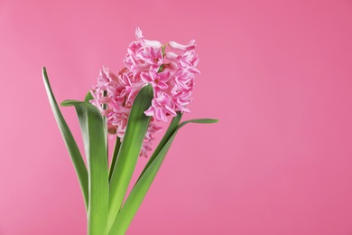 Photo of Beautiful hyacinth on color background, space for text. Spring flower