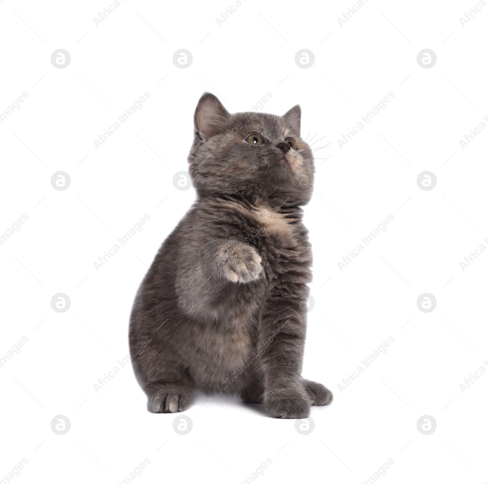 Photo of Cute fluffy kitten on light grey background. Space for text