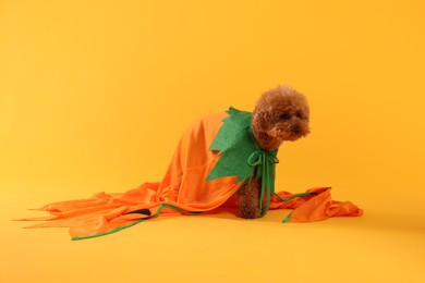 Happy Halloween. Cute Maltipoo dog dressed in costume on orange background
