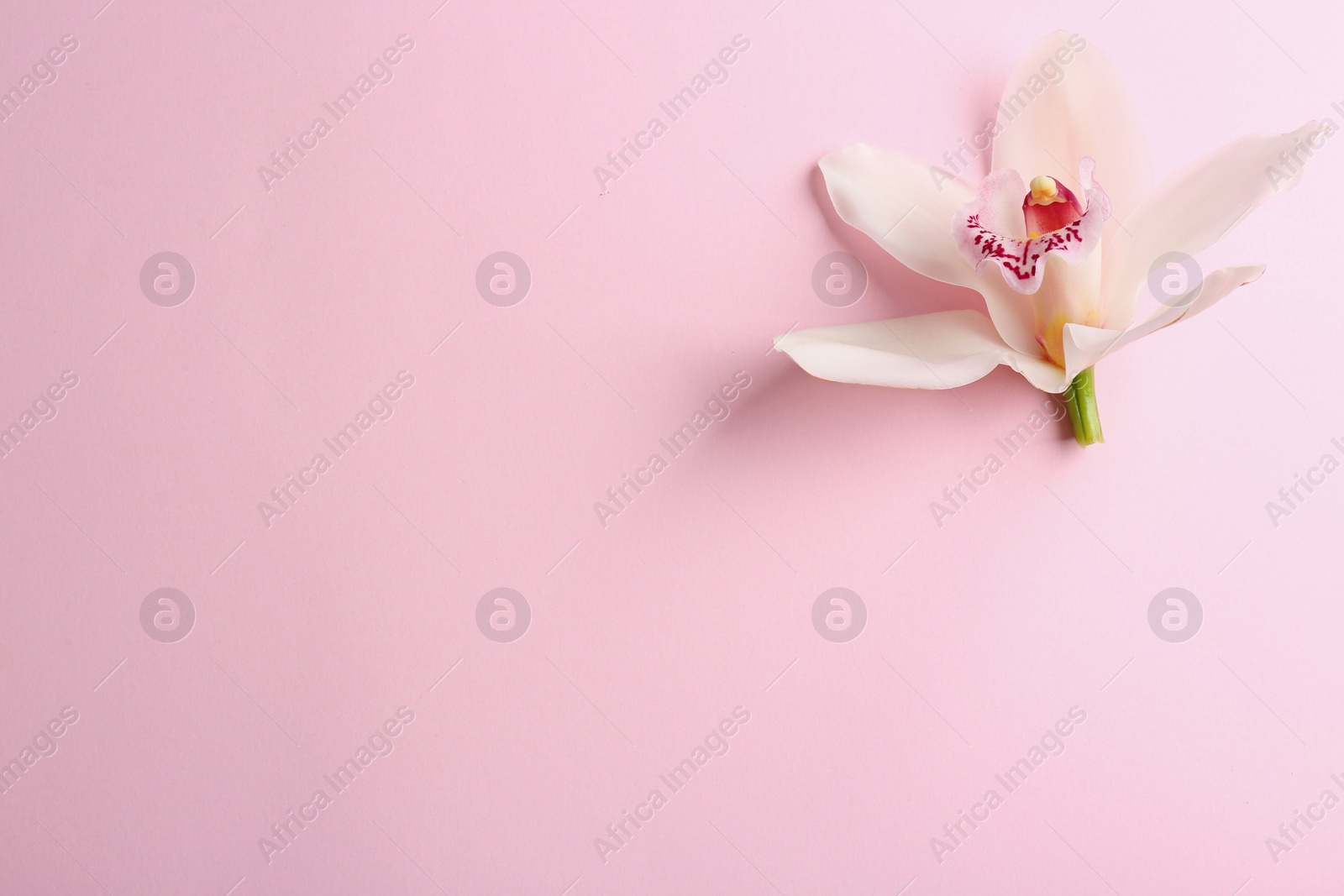 Photo of Beautiful tropical orchid flower on color background, top view. Space for text