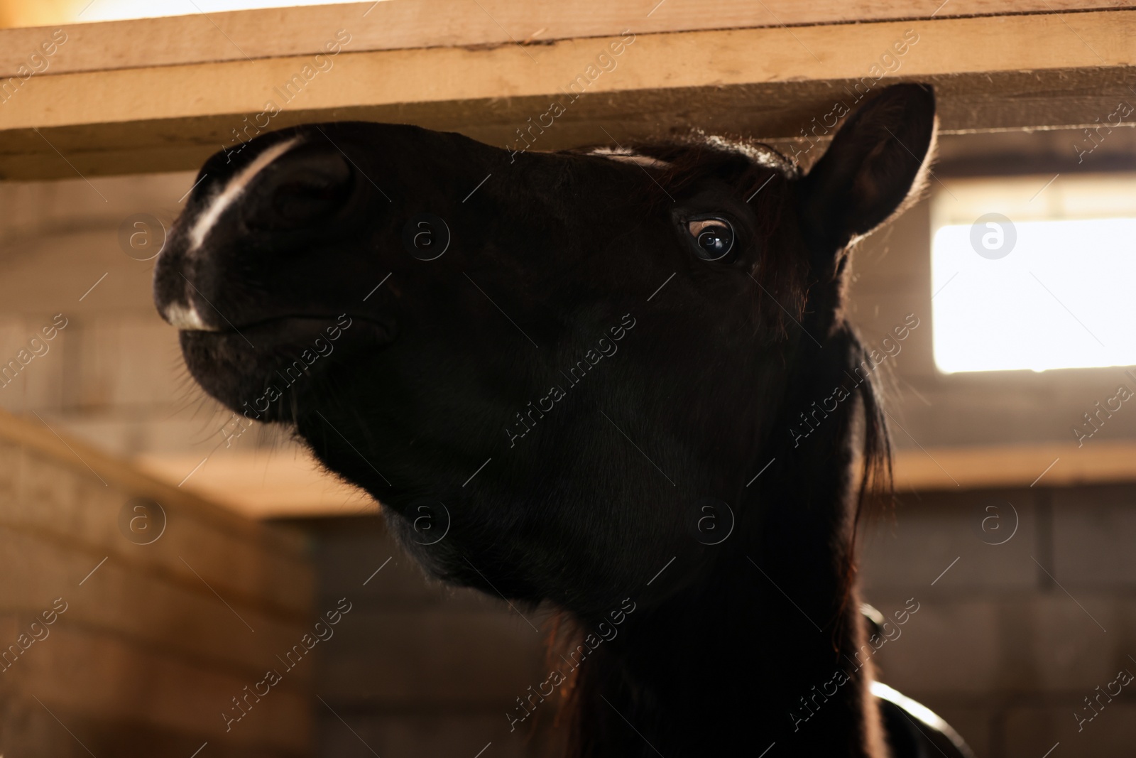 Photo of Adorable black horse in wooden stable. Lovely domesticated pet