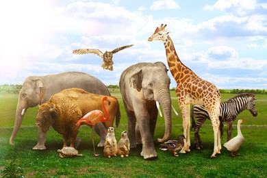 Image of Many different animals on green grass under cloudy sky