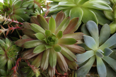 Photo of Many different echeverias as background, closeup. Succulent plants