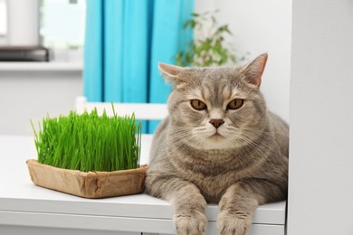 Cute cat near fresh green grass on white table indoors