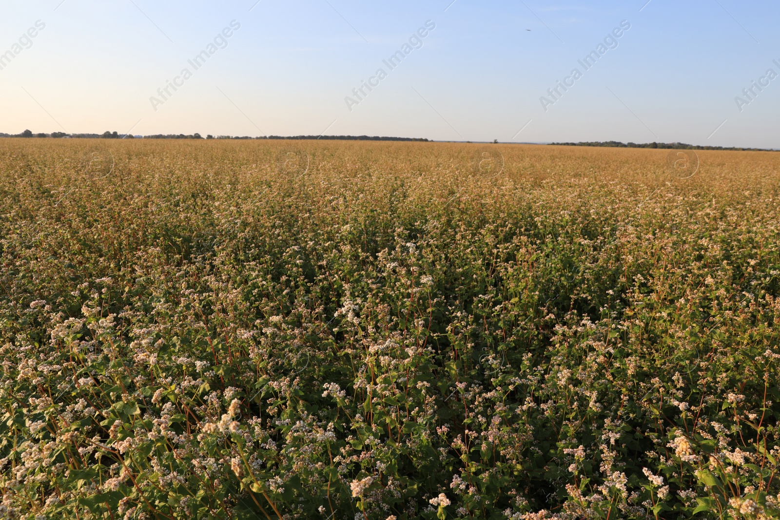 Photo of Beautiful view of buckwheat field under blue sky