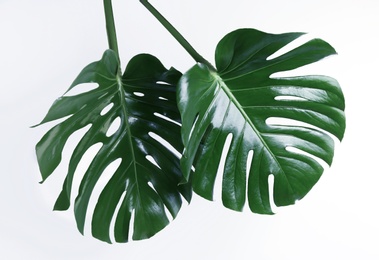 Photo of Beautiful monstera leaves on white background. Tropical plant