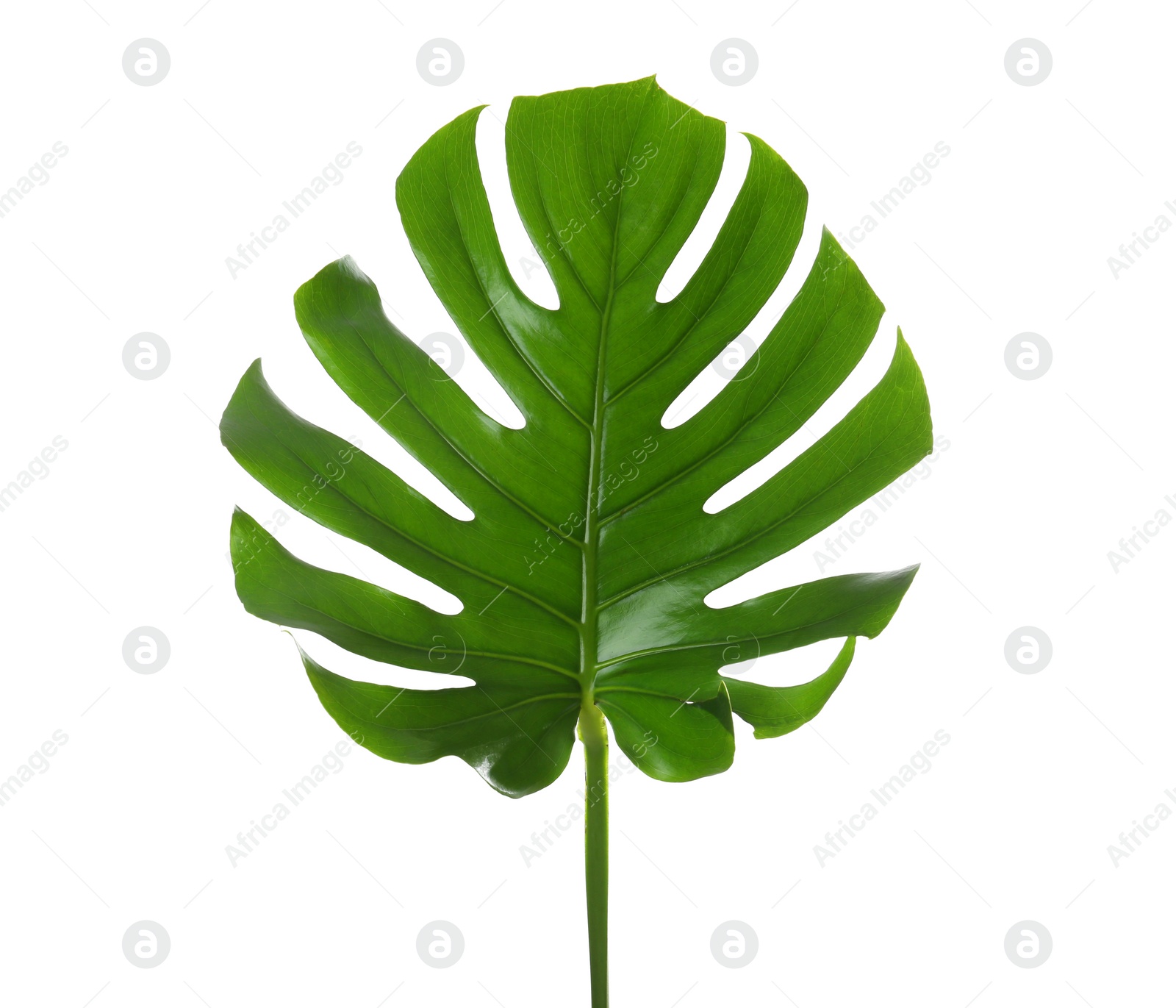 Photo of Fresh tropical monstera leaf on white background