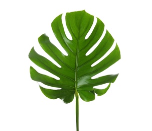 Photo of Fresh tropical monstera leaf on white background