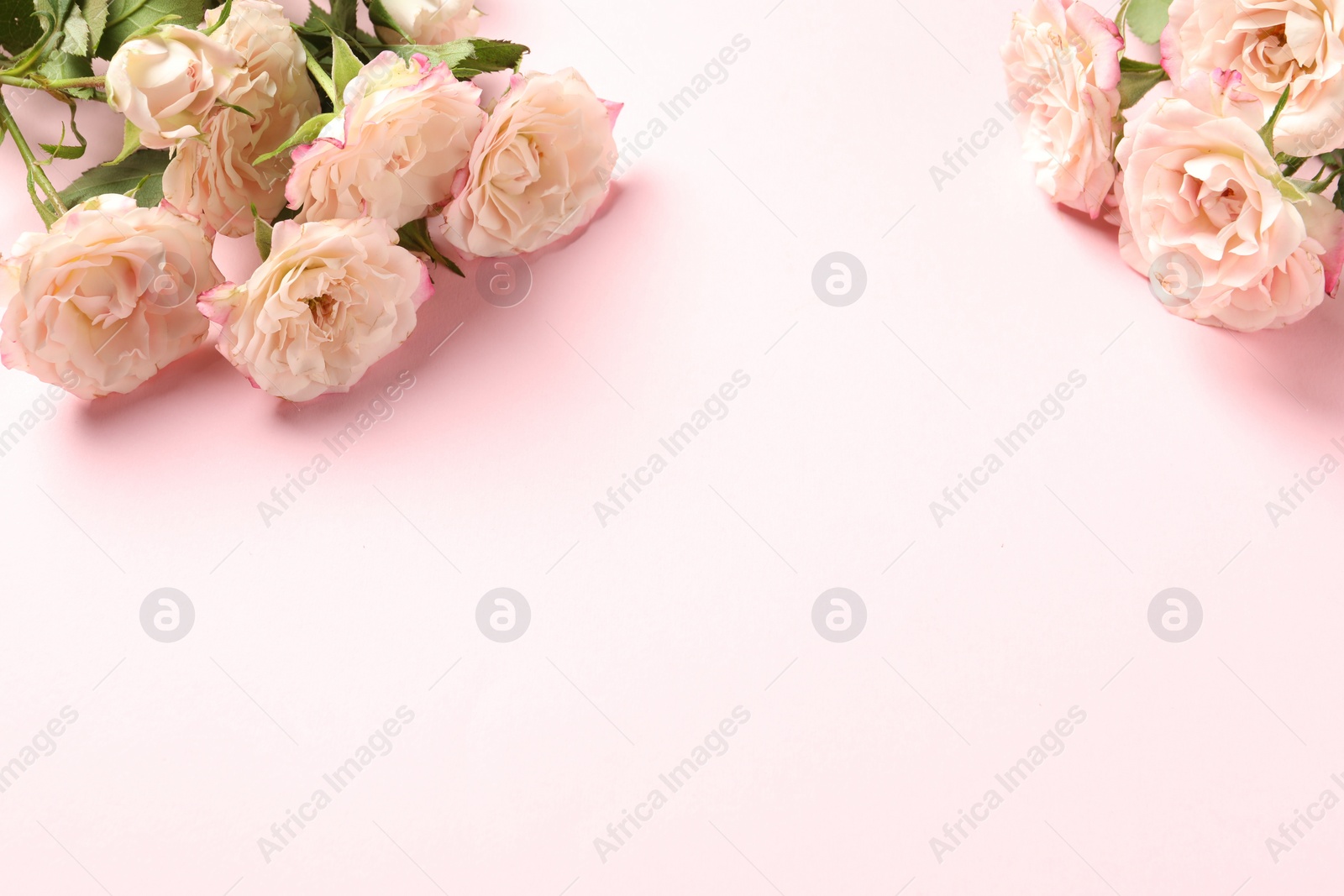 Photo of Happy Mother's Day. Beautiful roses on pink background, space for text