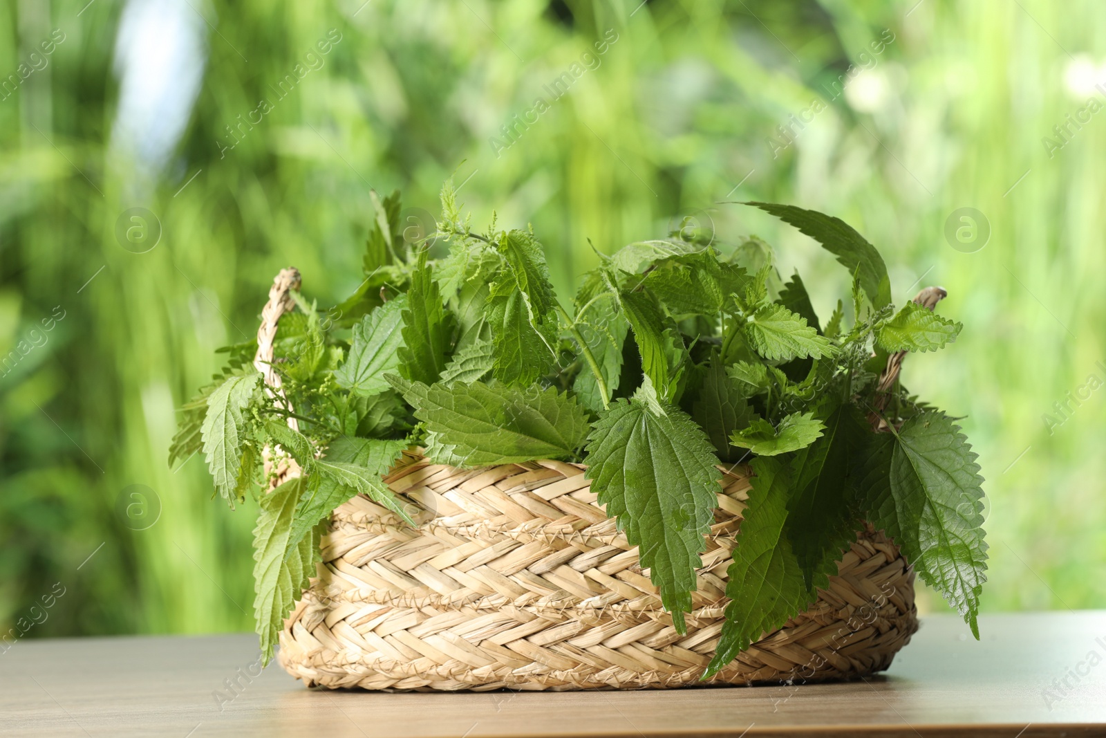 Photo of Fresh stinging nettle leaves in wicker basket outdoors