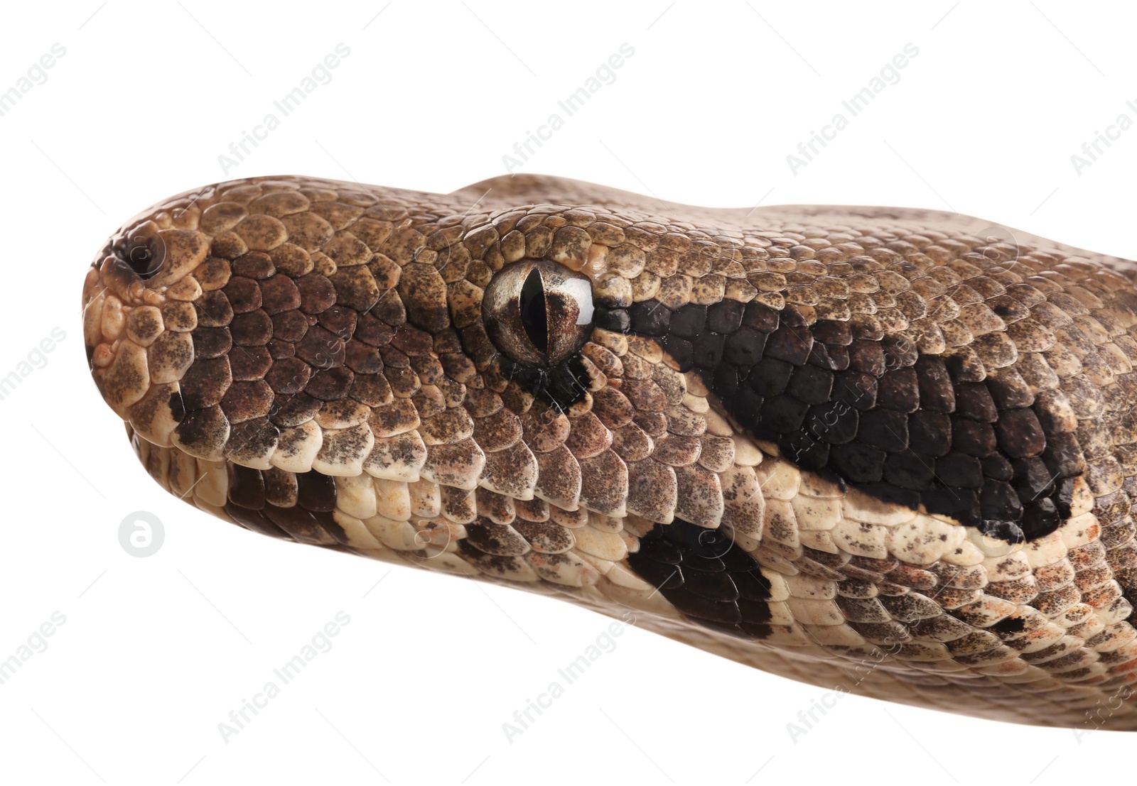 Photo of Brown boa constrictor on white background, closeup