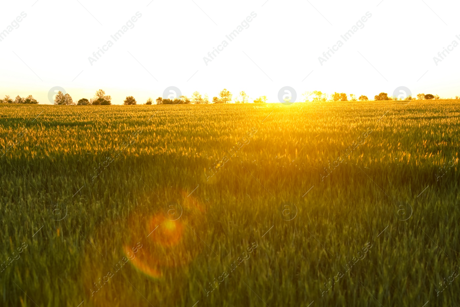 Photo of Beautiful field with unripe spikes at sunset