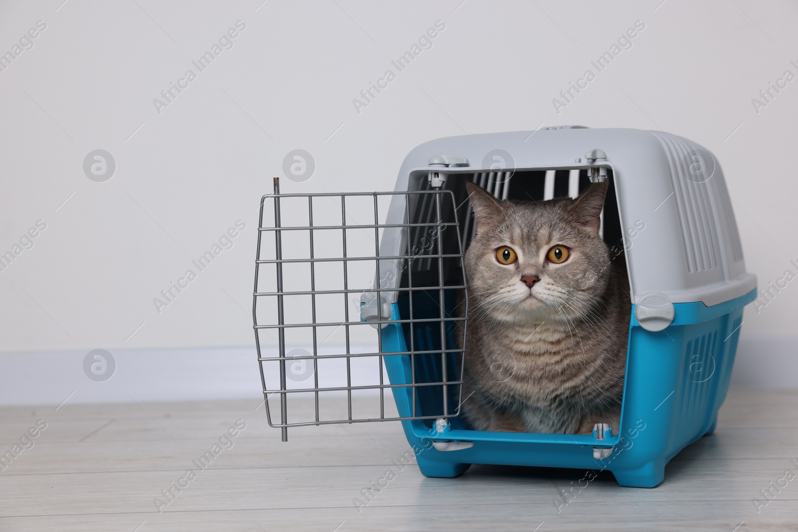 Photo of Travel with pet. Cute cat in carrier on floor near white wall indoors, space for text