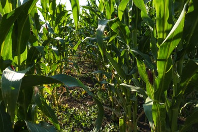 Beautiful view of corn growing in field