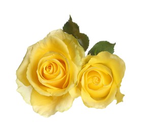 Photo of Beautiful fresh yellow roses with leaves isolated on white