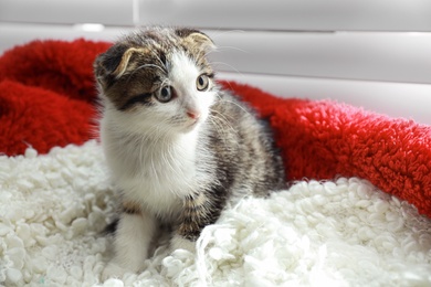 Adorable little kitten sitting on blanket near window indoors