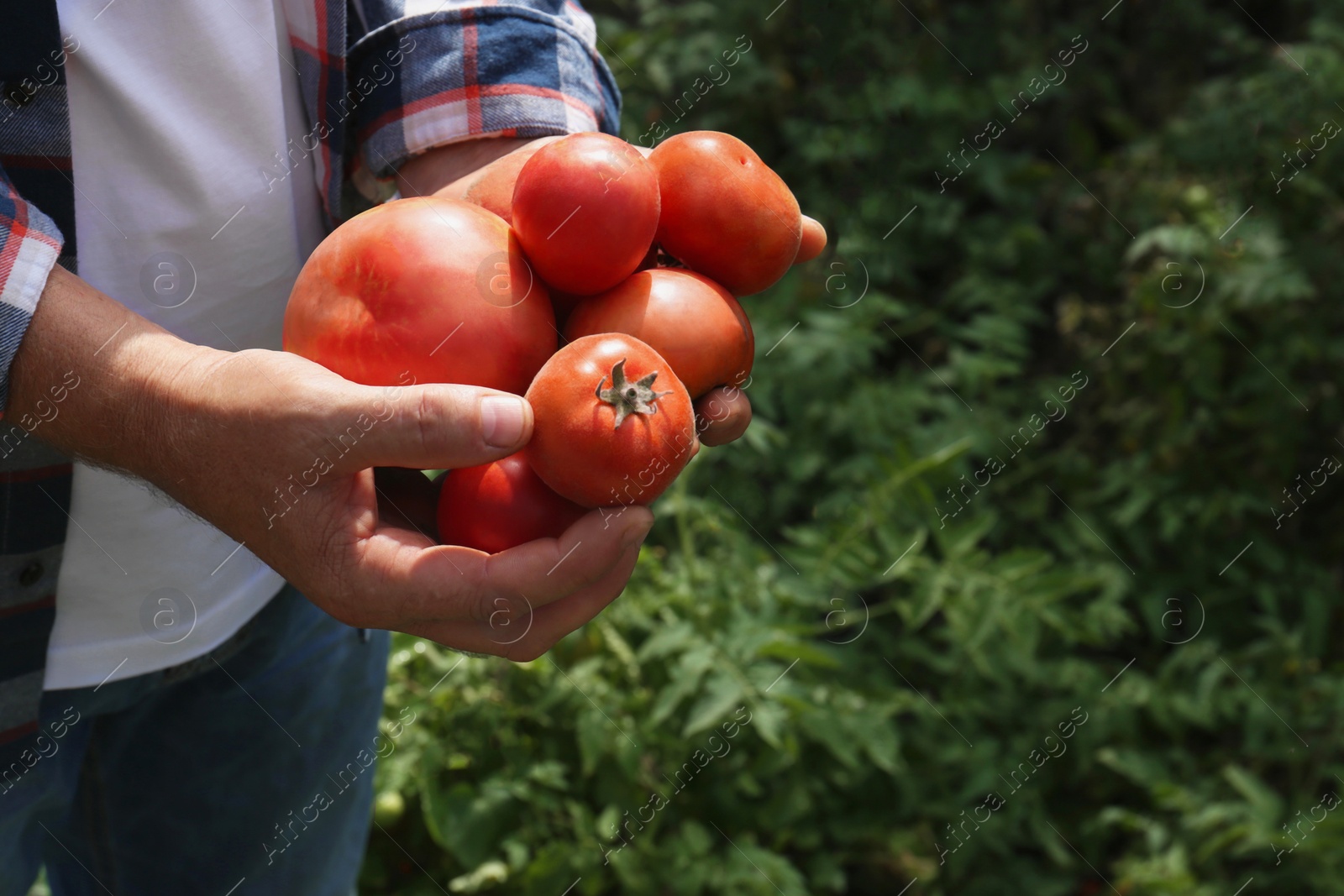 Photo of Man with red ripe tomatoes in garden, closeup