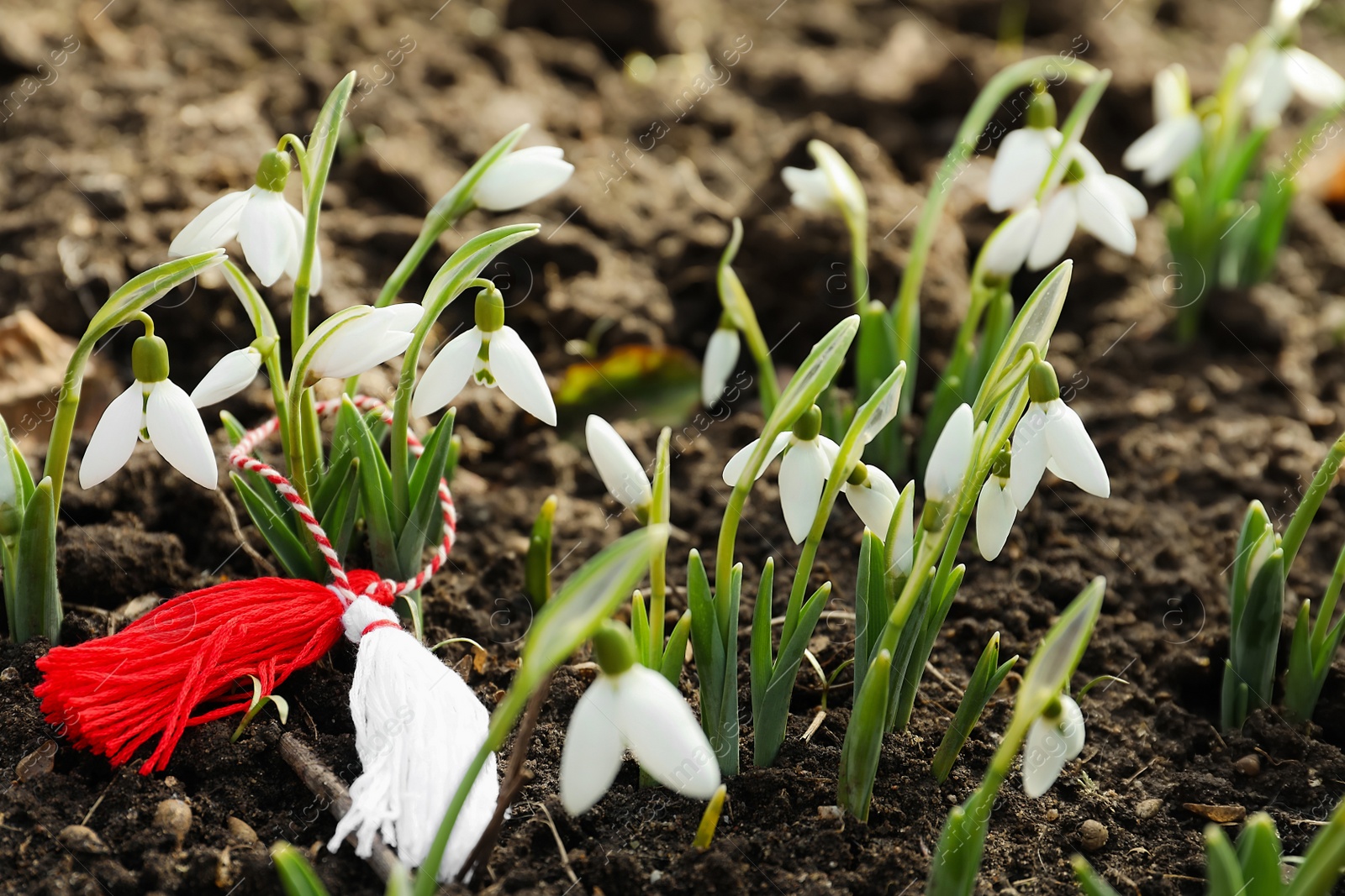 Photo of Traditional martisor among beautiful snowdrops outdoors. Beginning of spring celebration