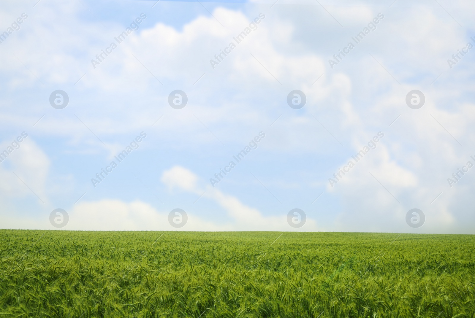 Photo of Beautiful agricultural field with ripening wheat crop