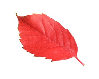 Photo of One red autumn leaf isolated on white