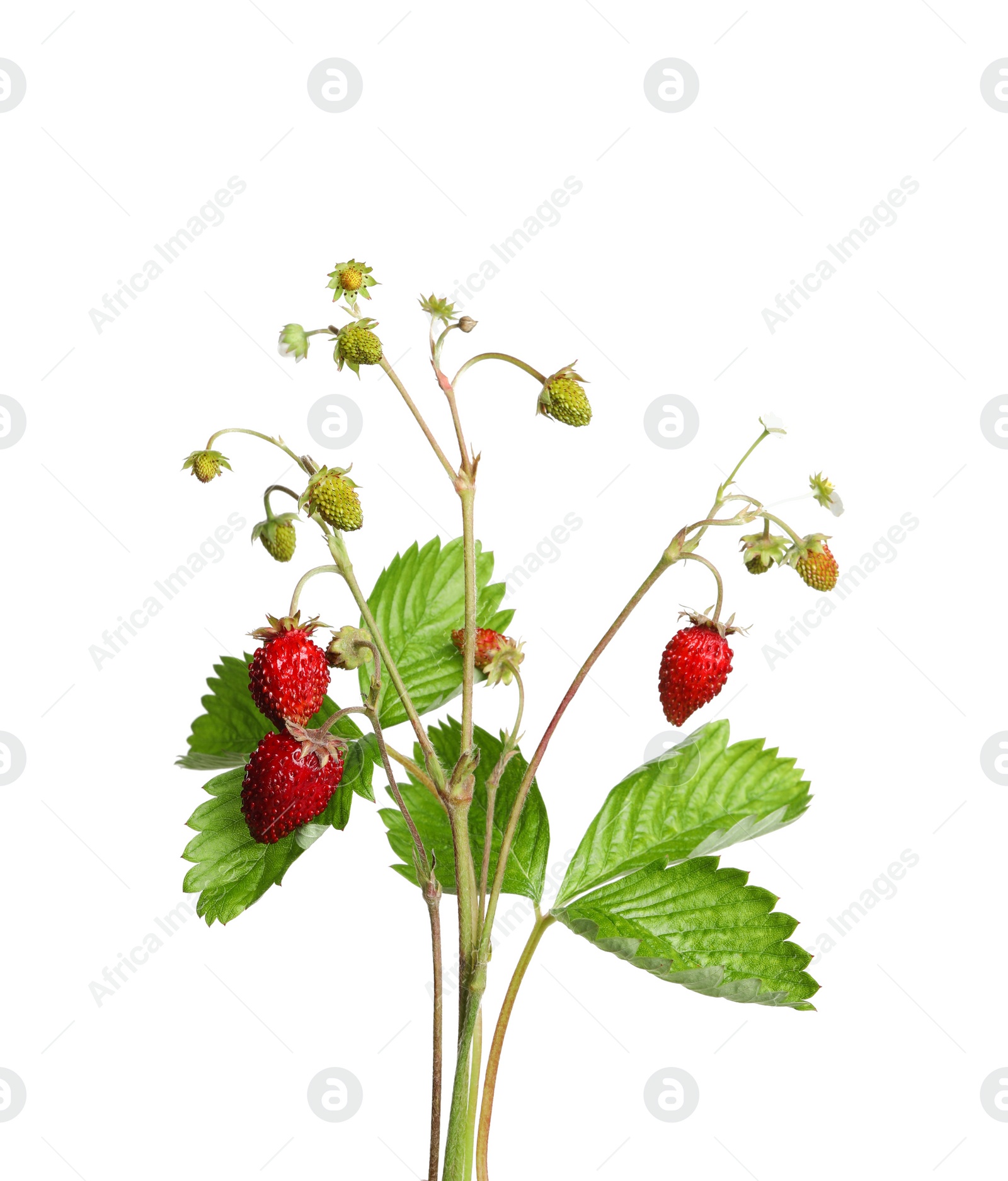 Photo of Stems of wild strawberry with berries and green leaves isolated on white