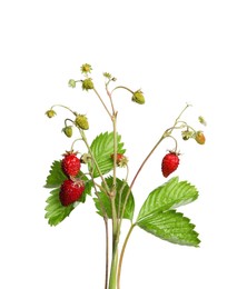 Stems of wild strawberry with berries and green leaves isolated on white