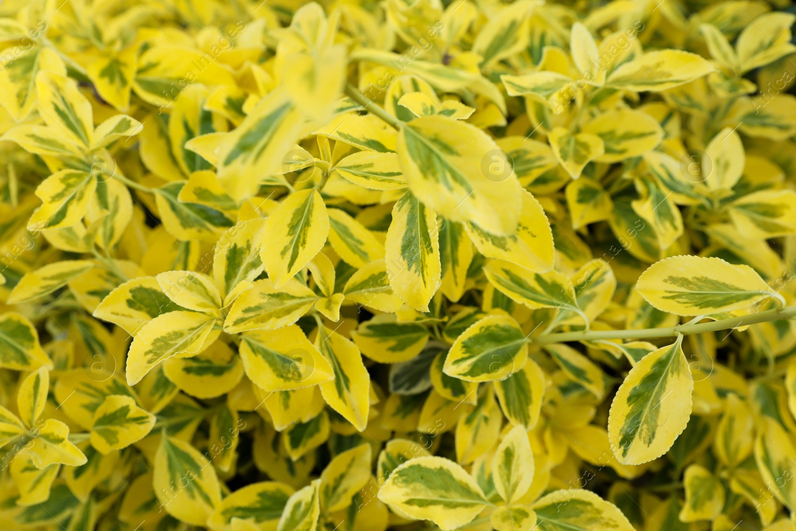 Photo of Beautiful winter creeper with bright leaves as background, closeup. Gardening concept