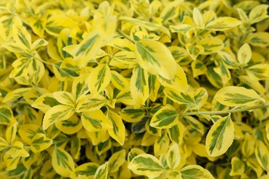 Beautiful winter creeper with bright leaves as background, closeup. Gardening concept