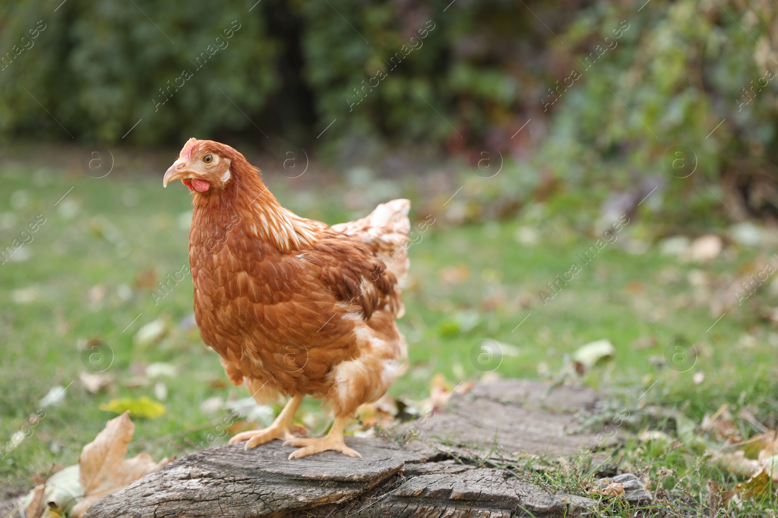 Photo of Beautiful chicken in yard on farm. Domestic animal