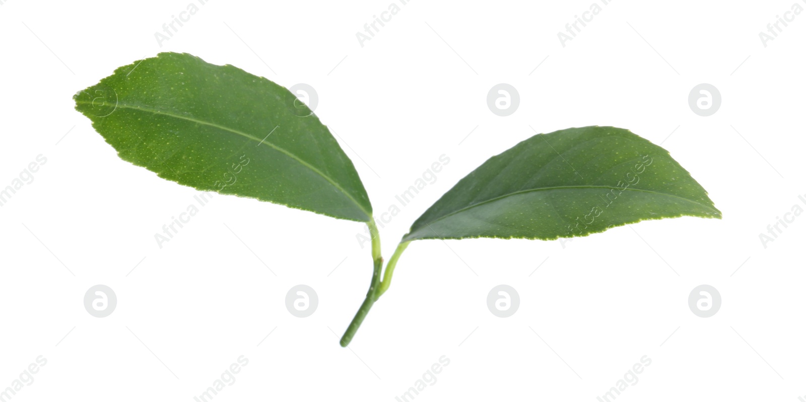 Photo of Fresh green citrus leaves on white background