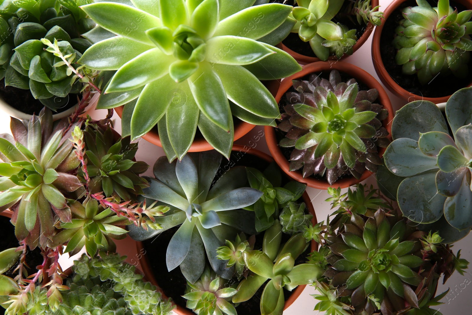 Photo of Many different echeverias on white background, flat lay. Beautiful succulent plants