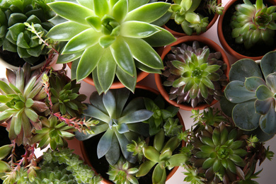 Photo of Many different echeverias on white background, flat lay. Beautiful succulent plants