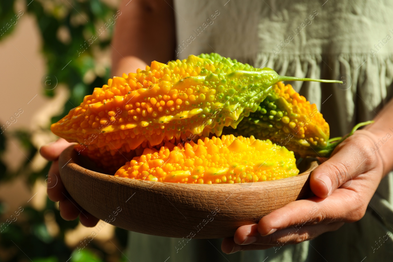 Photo of Woman holding wooden bowl with fresh bitter melons on blurred background, closeup