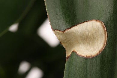 Potted houseplant with damaged leaf, closeup view