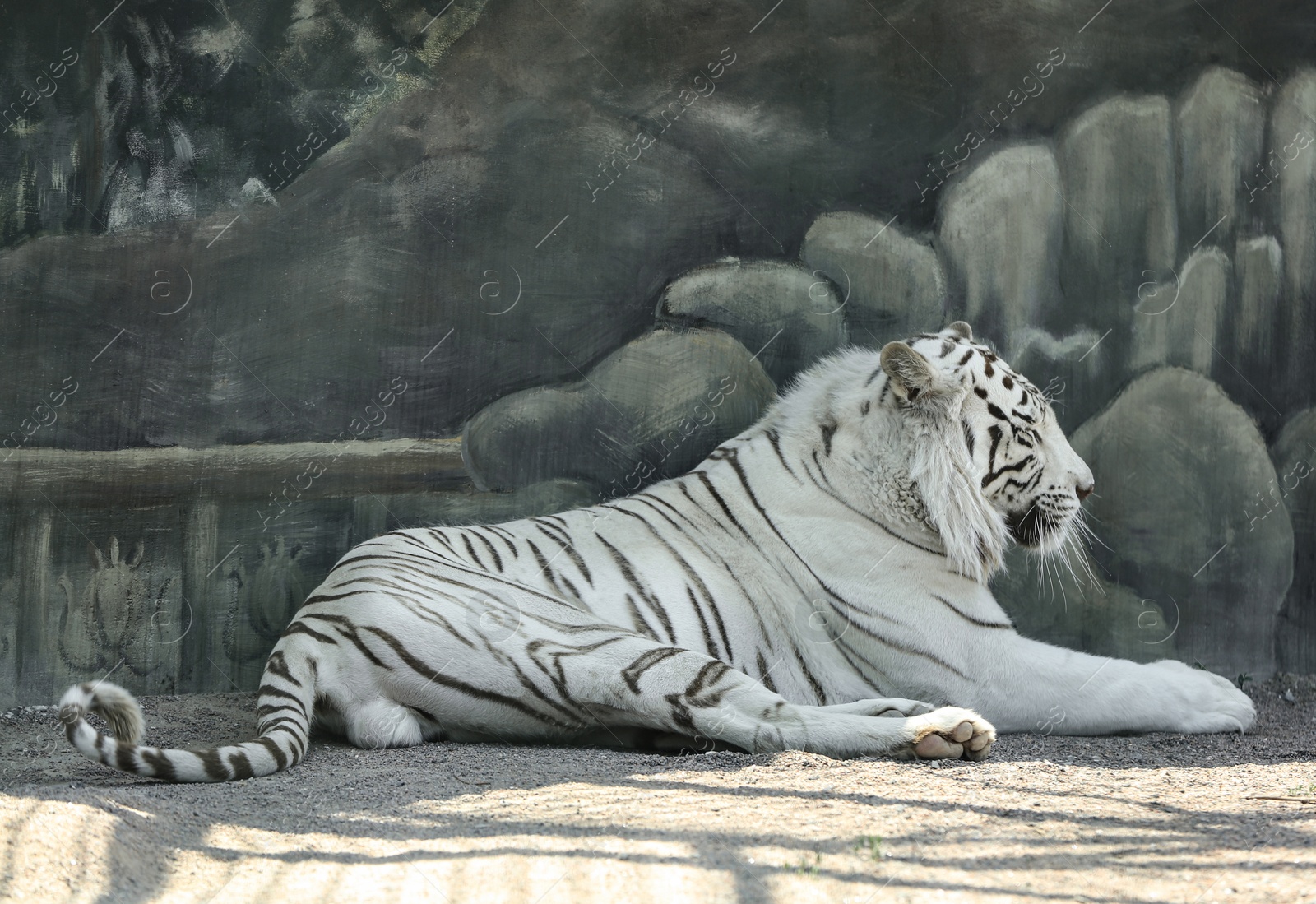 Photo of Bengal white tiger in zoo on sunny day