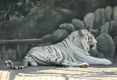 Bengal white tiger in zoo on sunny day