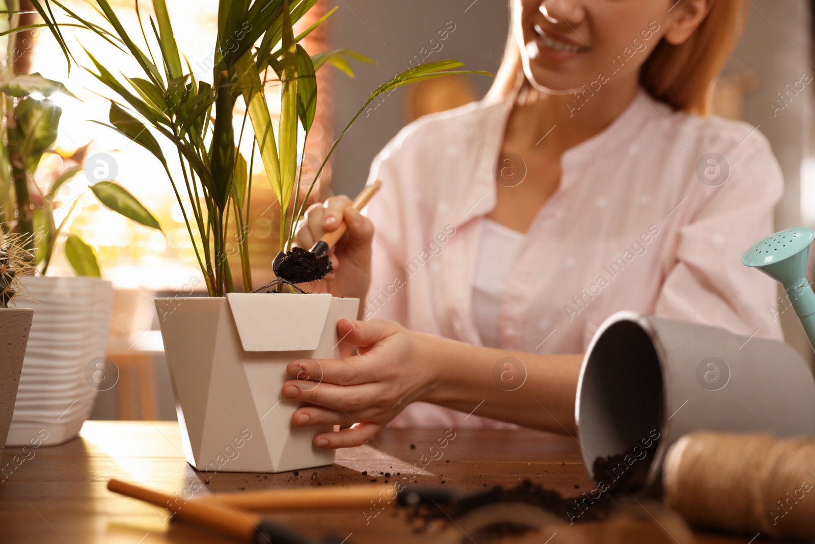 Photo of Young woman potting plant at home, closeup. Engaging hobby