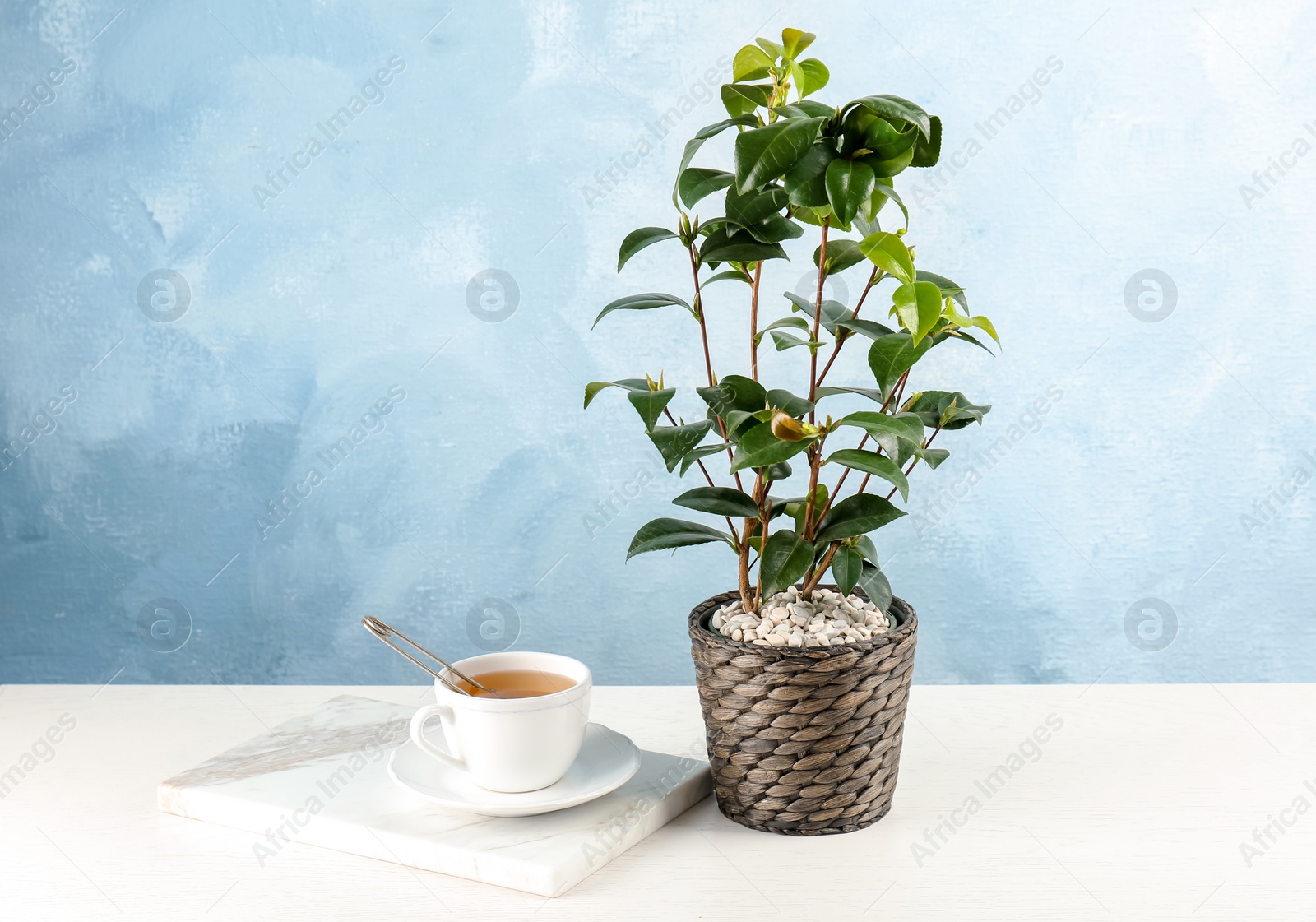 Photo of Tea shrub near cup of hot beverage on table