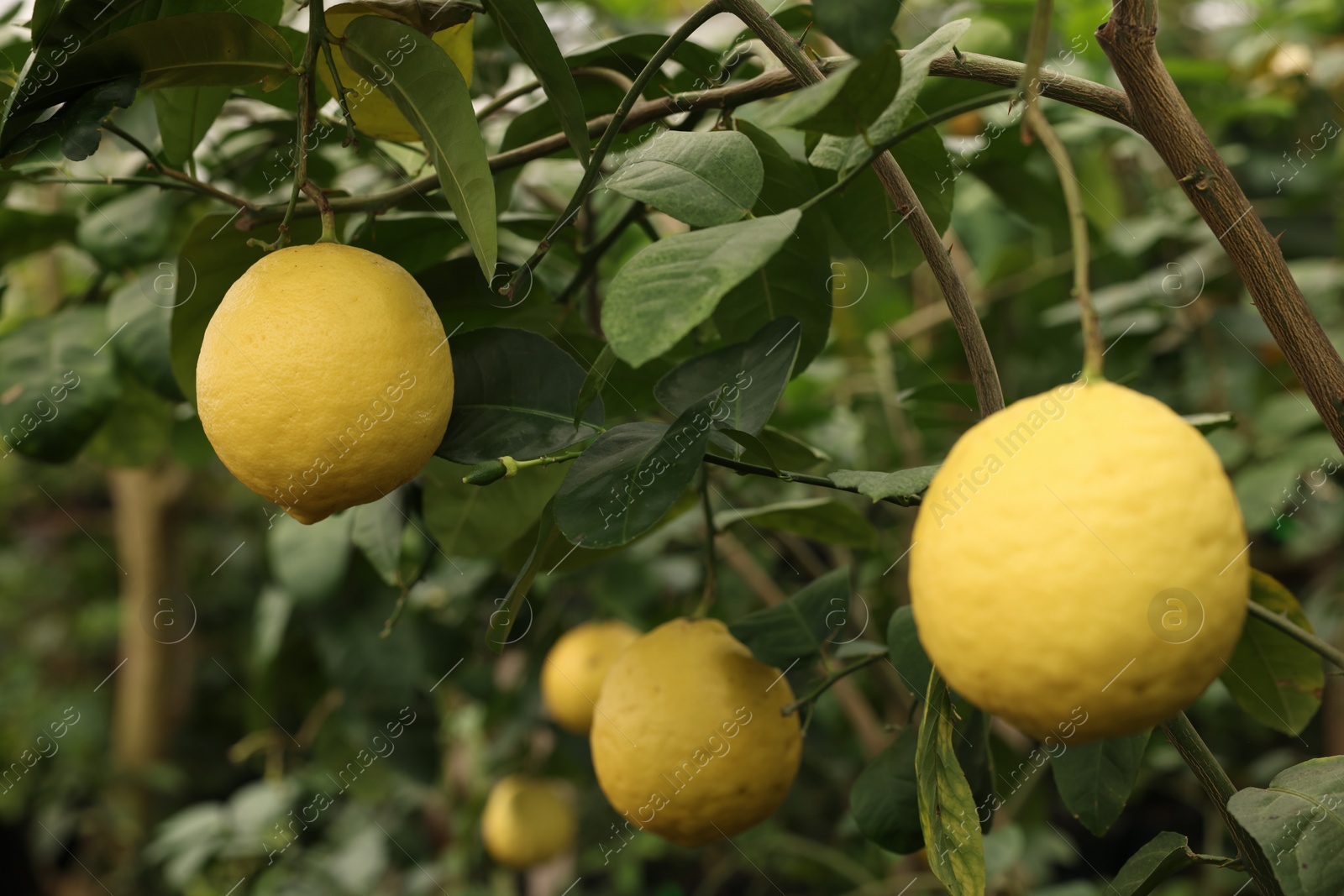 Photo of Lemon tree with ripe fruits in greenhouse