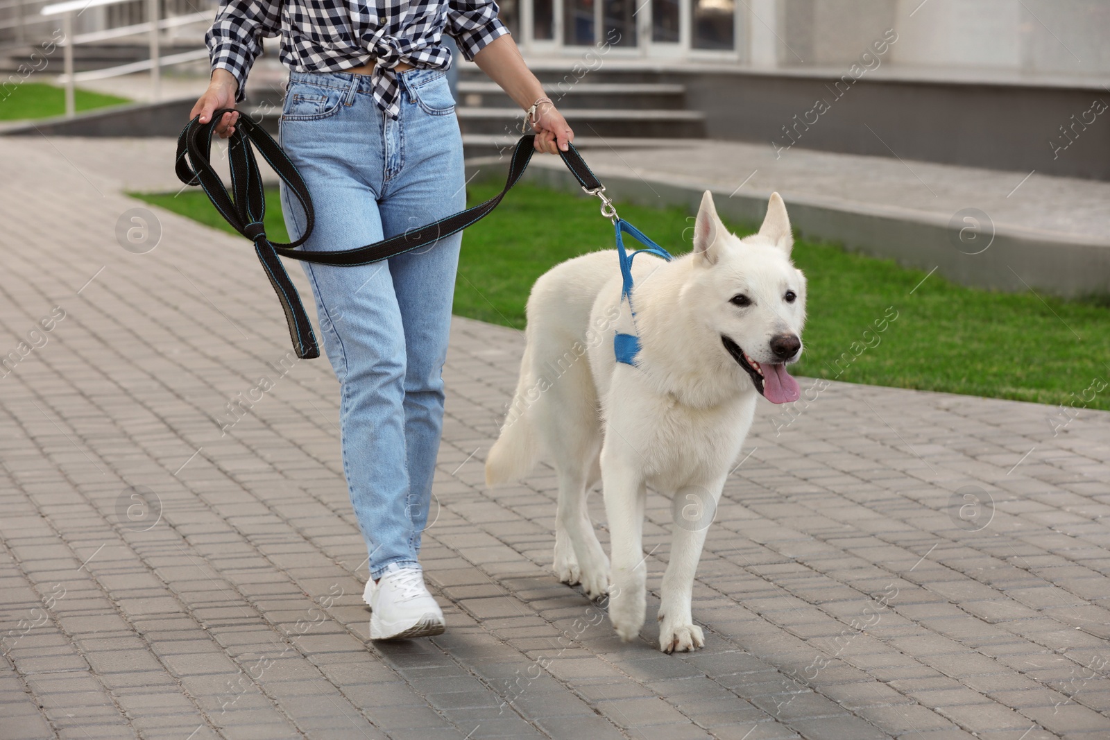 Photo of Young woman with her white Swiss Shepherd dog walking on city street, closeup