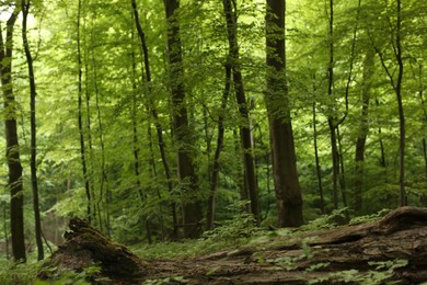 Photo of Beautiful trees with green leaves in forest