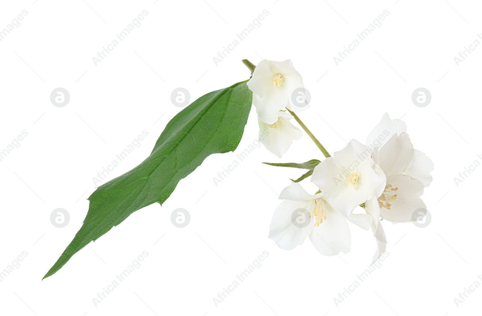 Photo of Branch of jasmine flowers and leaves isolated on white