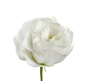 Photo of Beautiful Eustoma flower on white background