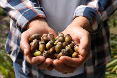 Photo of Man holding pile of dry acorns outdoors, closeup