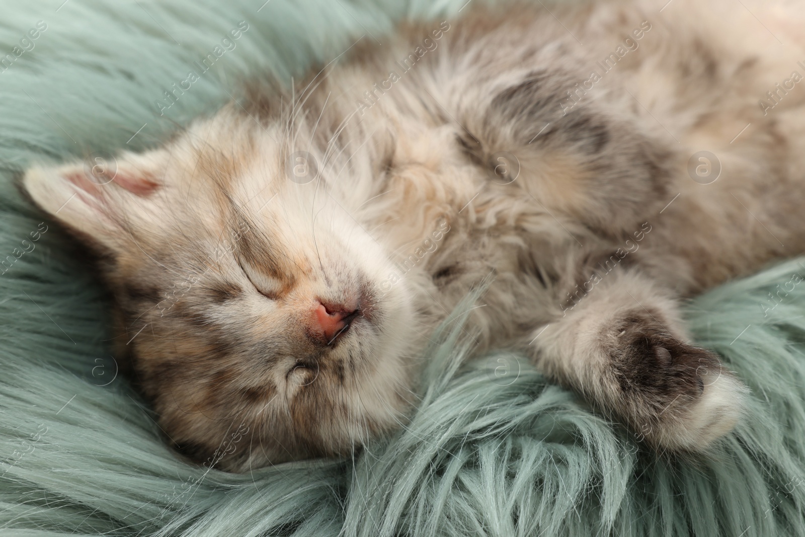 Photo of Cute kitten sleeping on fuzzy rug. Baby animal