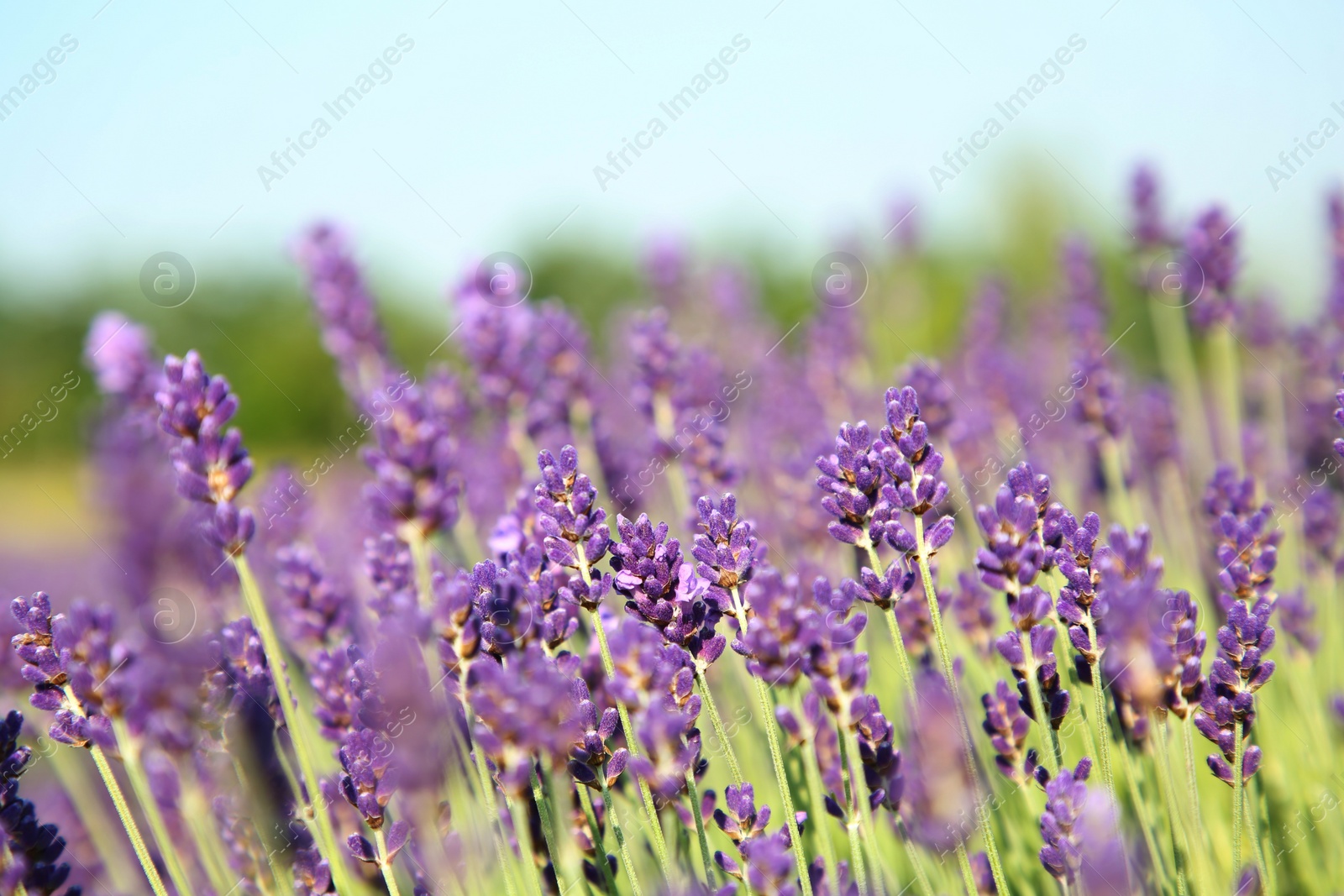 Photo of Beautiful blooming lavender growing in field, closeup. Space for text