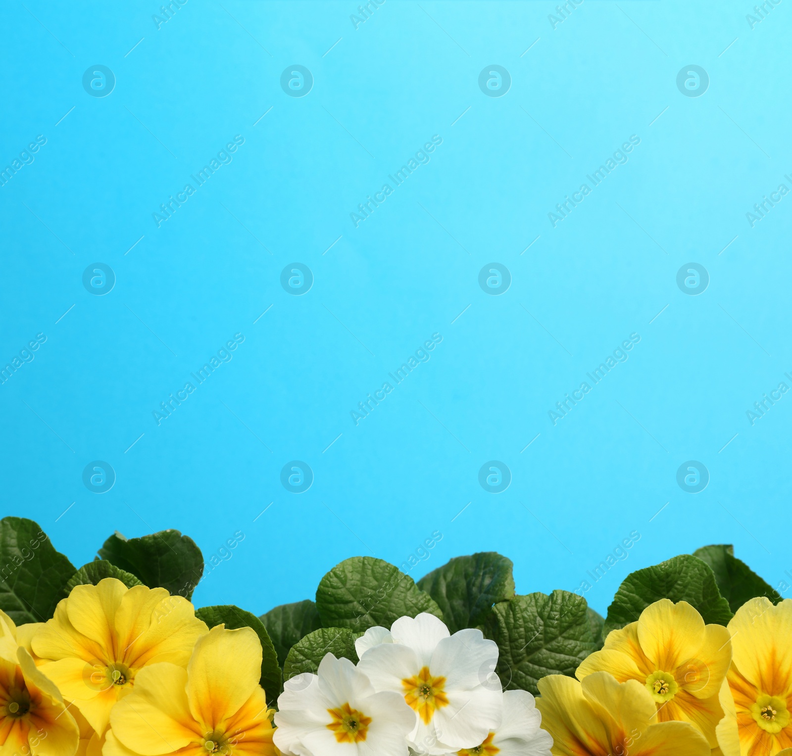 Photo of Beautiful primula (primrose) plants with colorful flowers on light blue background, flat lay and space for text. Spring blossom