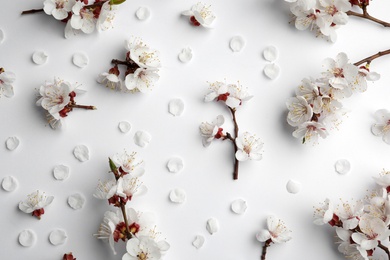 Beautiful fresh spring flowers on white background, top view