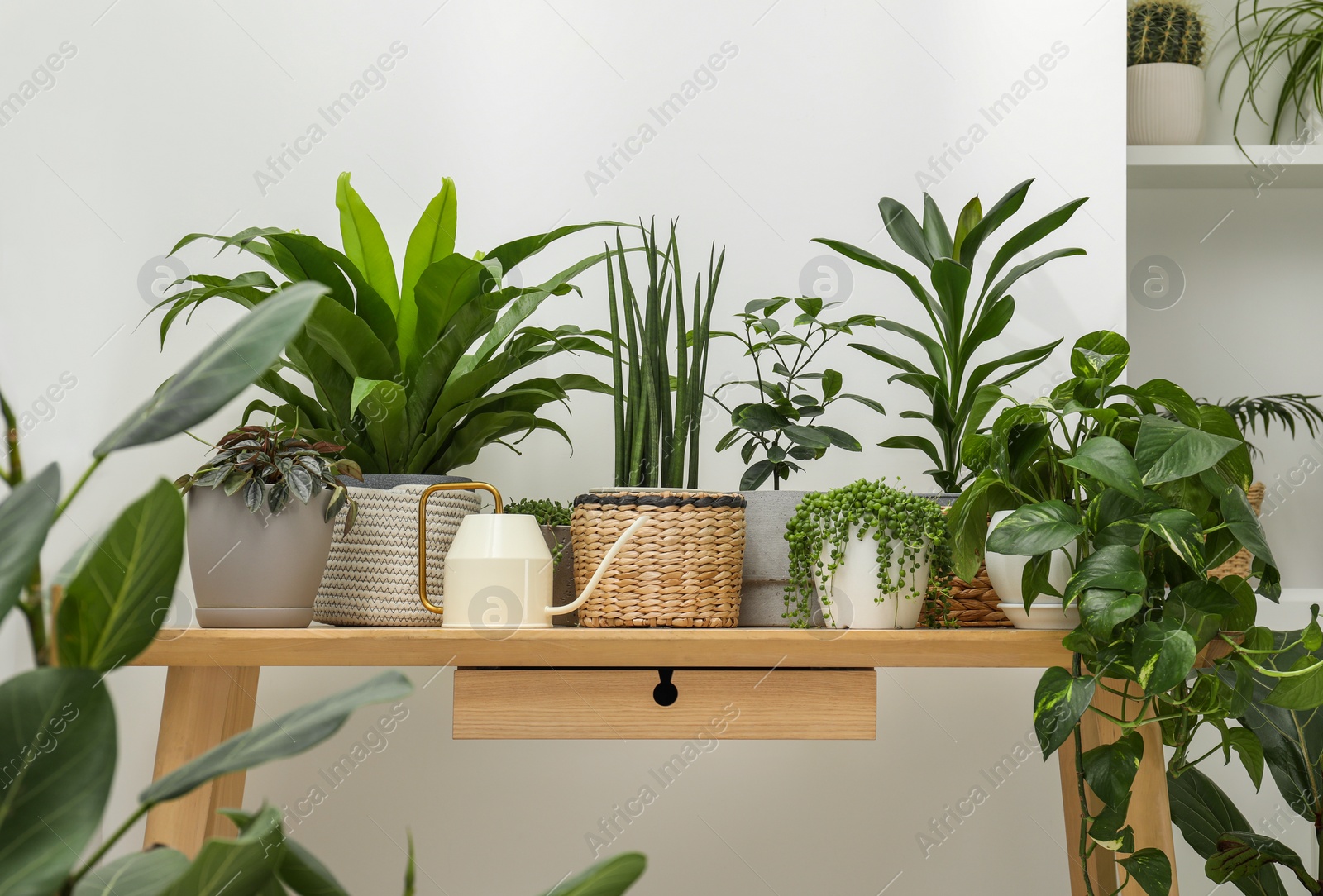 Photo of Many green potted houseplants on wooden table near white wall