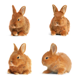 Image of Collage with adorable fluffy Easter bunnies on white background